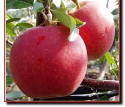 Саженцы яблони Аррива 1 шт
