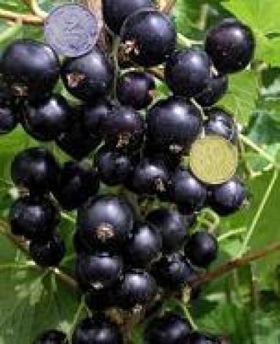 Саженец смородины черной сорта Вернисаж 1шт